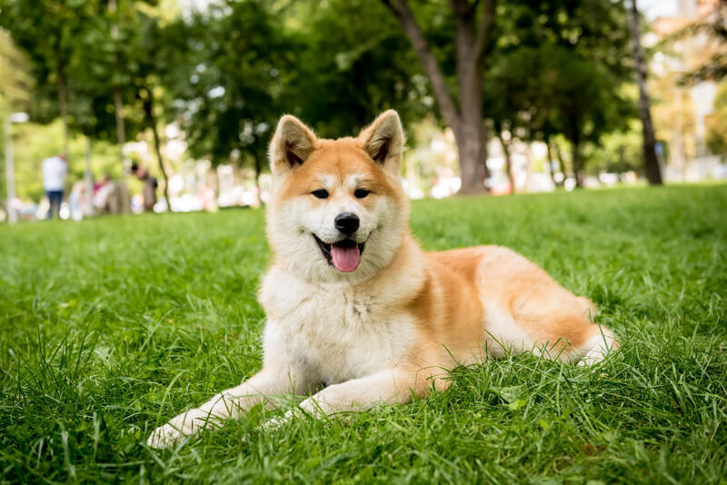 Akita