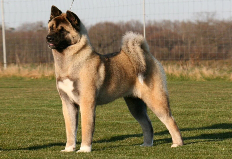 Akita