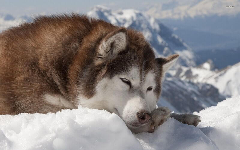 Alaskanmalamuutti