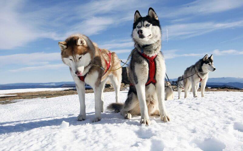 Alaskanmalamuutti