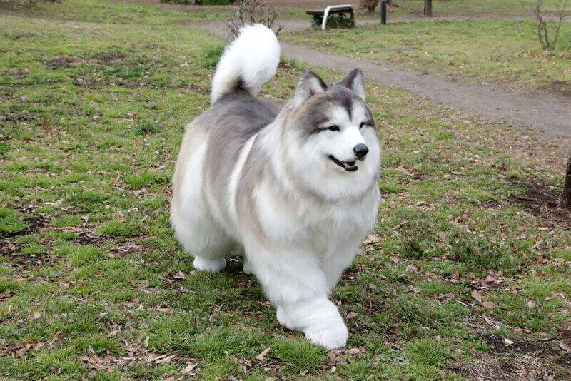 Alaskanmalamuutti