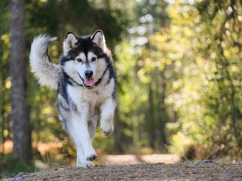 Alaskanmalamuutti