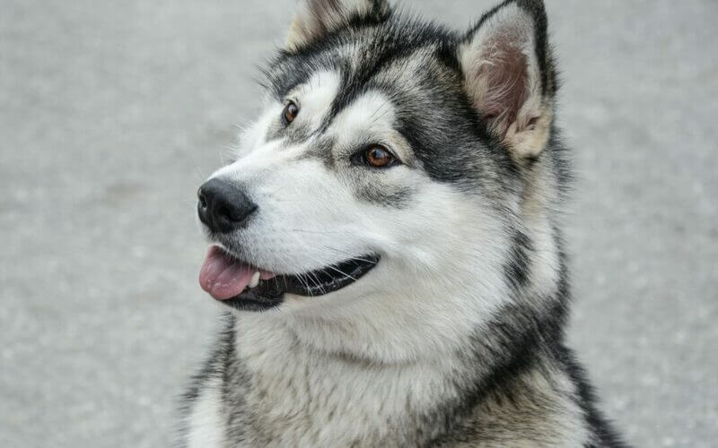 Alaskanmalamuutti