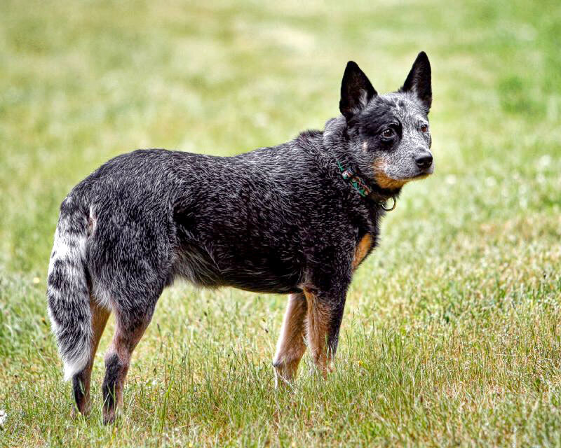 Australiankarjakoira