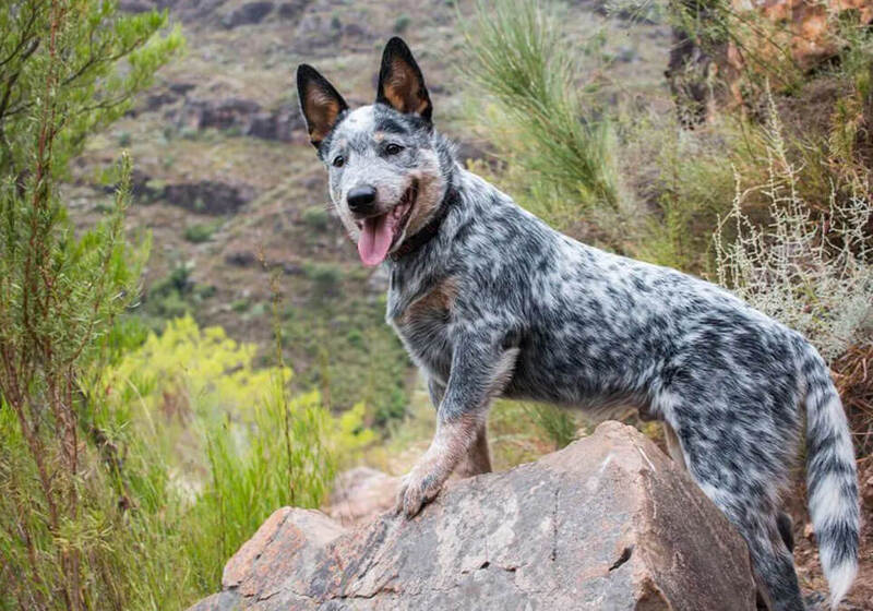 Australiankarjakoira