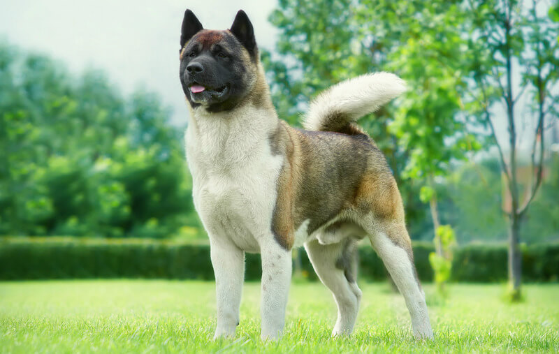 Amerikanakita
