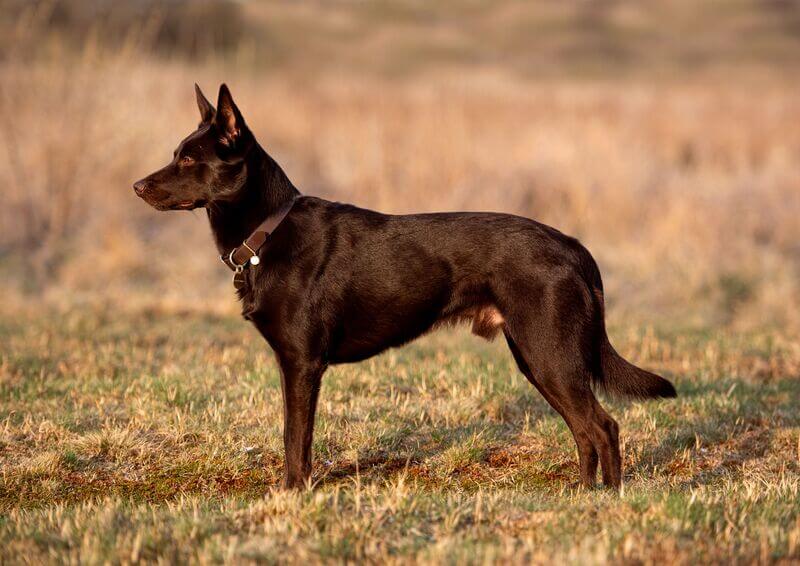 Australiankelpie