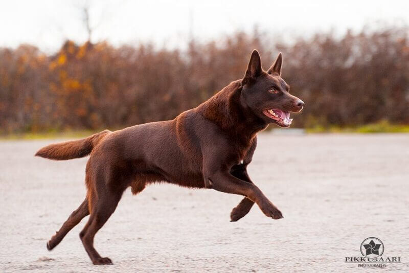 Australiankelpie
