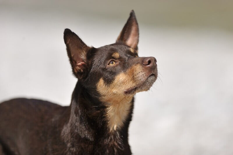 Australiankelpie