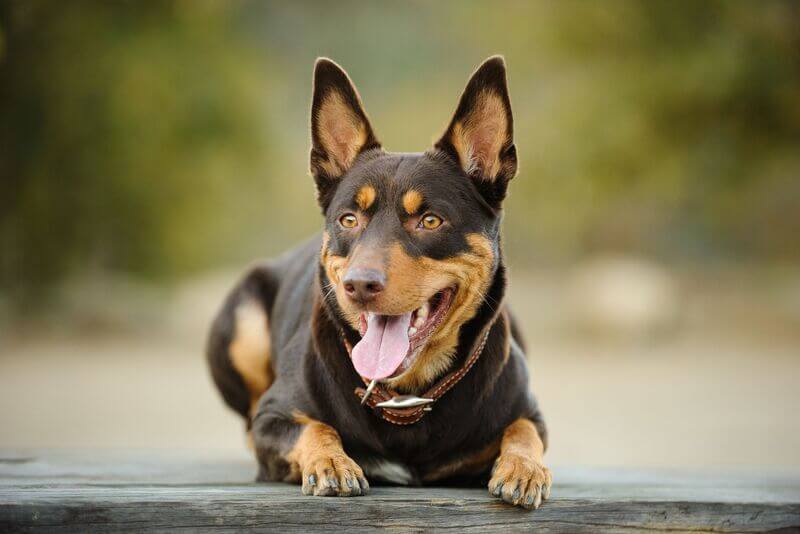 Australiankelpie