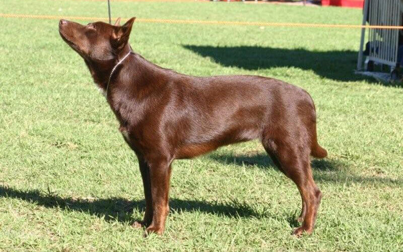 Australiankelpie