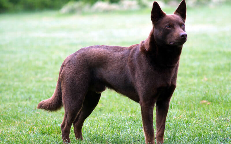 Australiankelpie