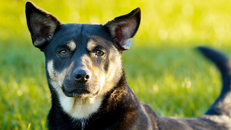 Australiankelpie